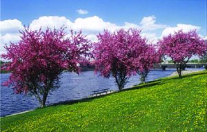 Pink Trees