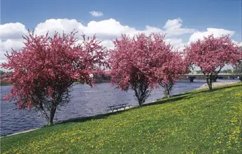 Pink Trees