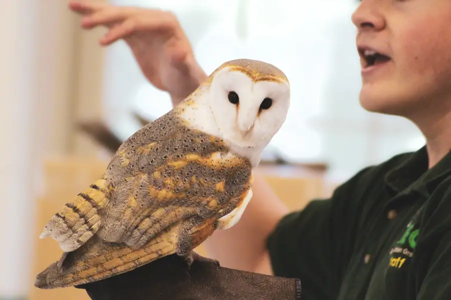 Man handling a barn owl