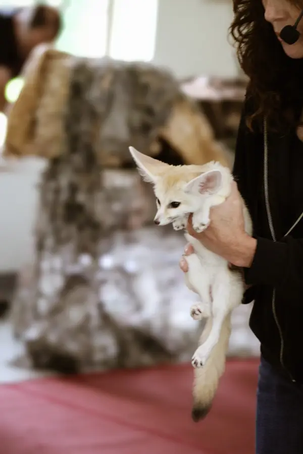 Woman handling fennec fox