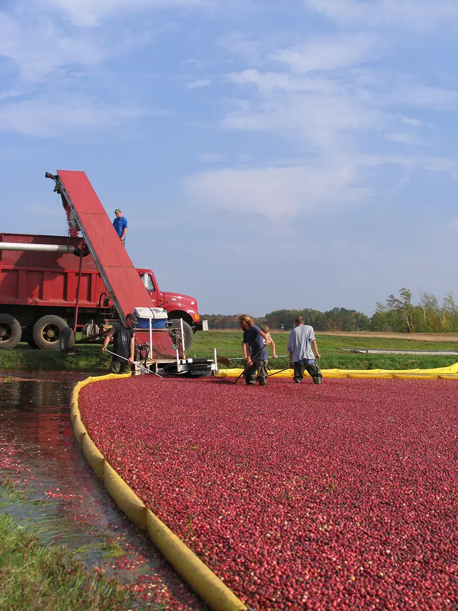 Cranberry Harvest